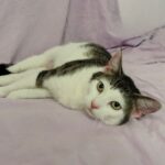 Katze Aurora Tierheim Schleswig