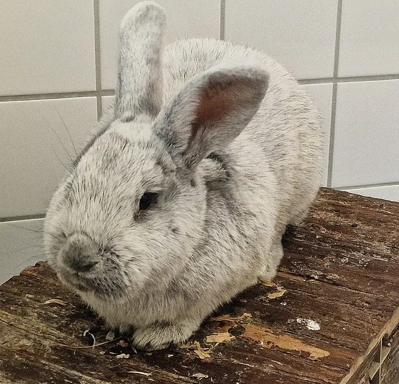 Silberkaninchen Bela Tierheim Schleswig