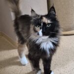 Katze Cookie Tierheim Schleswig
