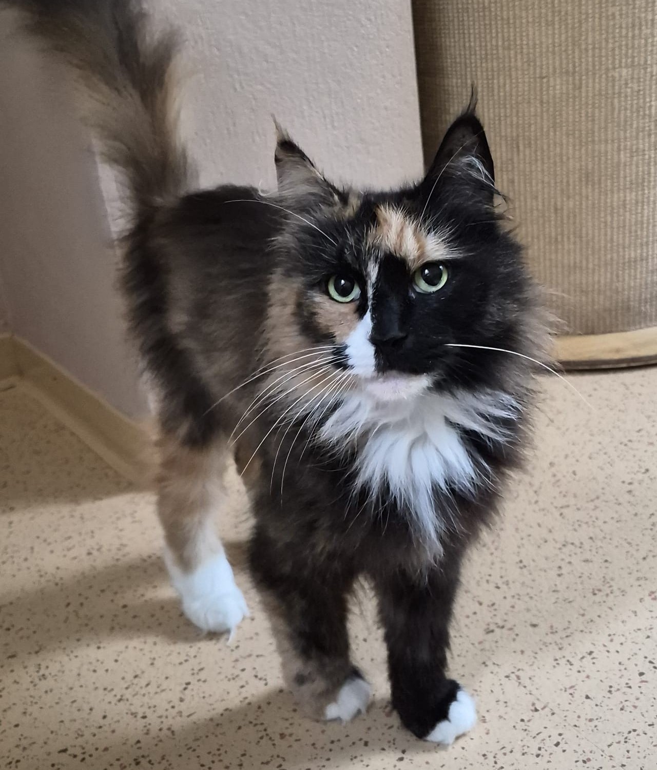 Katze Cookie Tierheim Schleswig