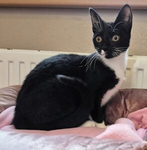 Katze Fleur Tierheim Schleswig