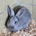 Silberkaninchen Flo Tierheim Schleswig