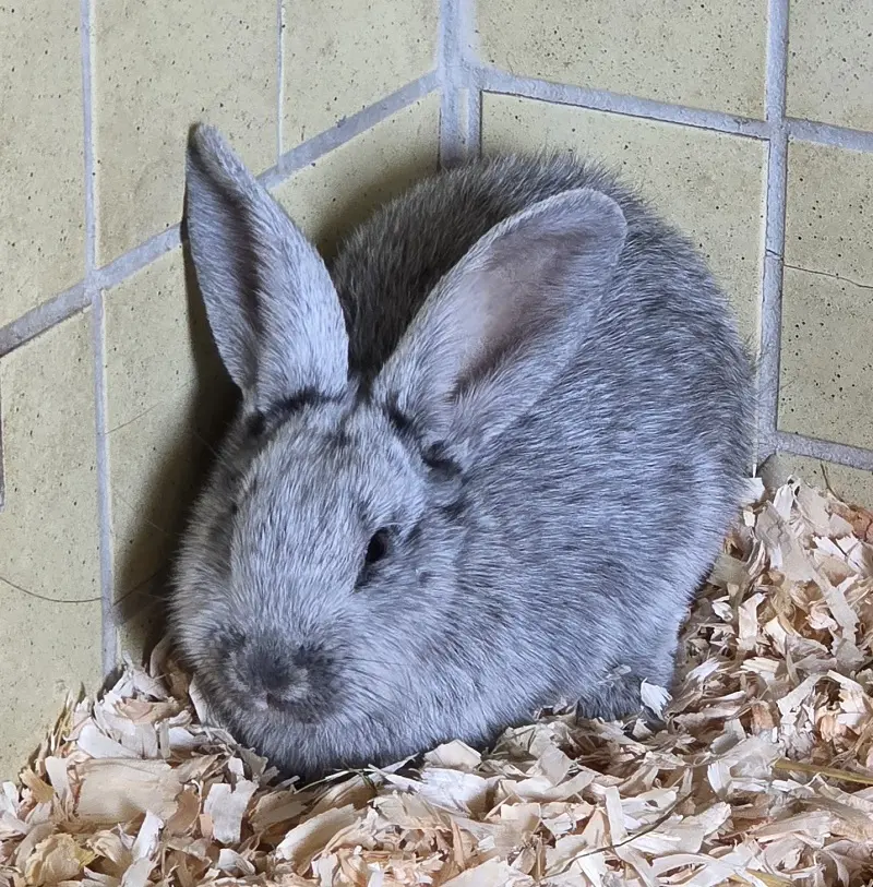 Silberkaninchen Flo Tierheim Schleswig