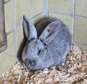 Silberkaninchen Käthe Tierheim Schleswig