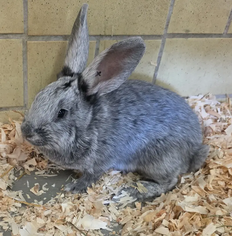 Silberkaninchen Lene Tierheim Schleswig