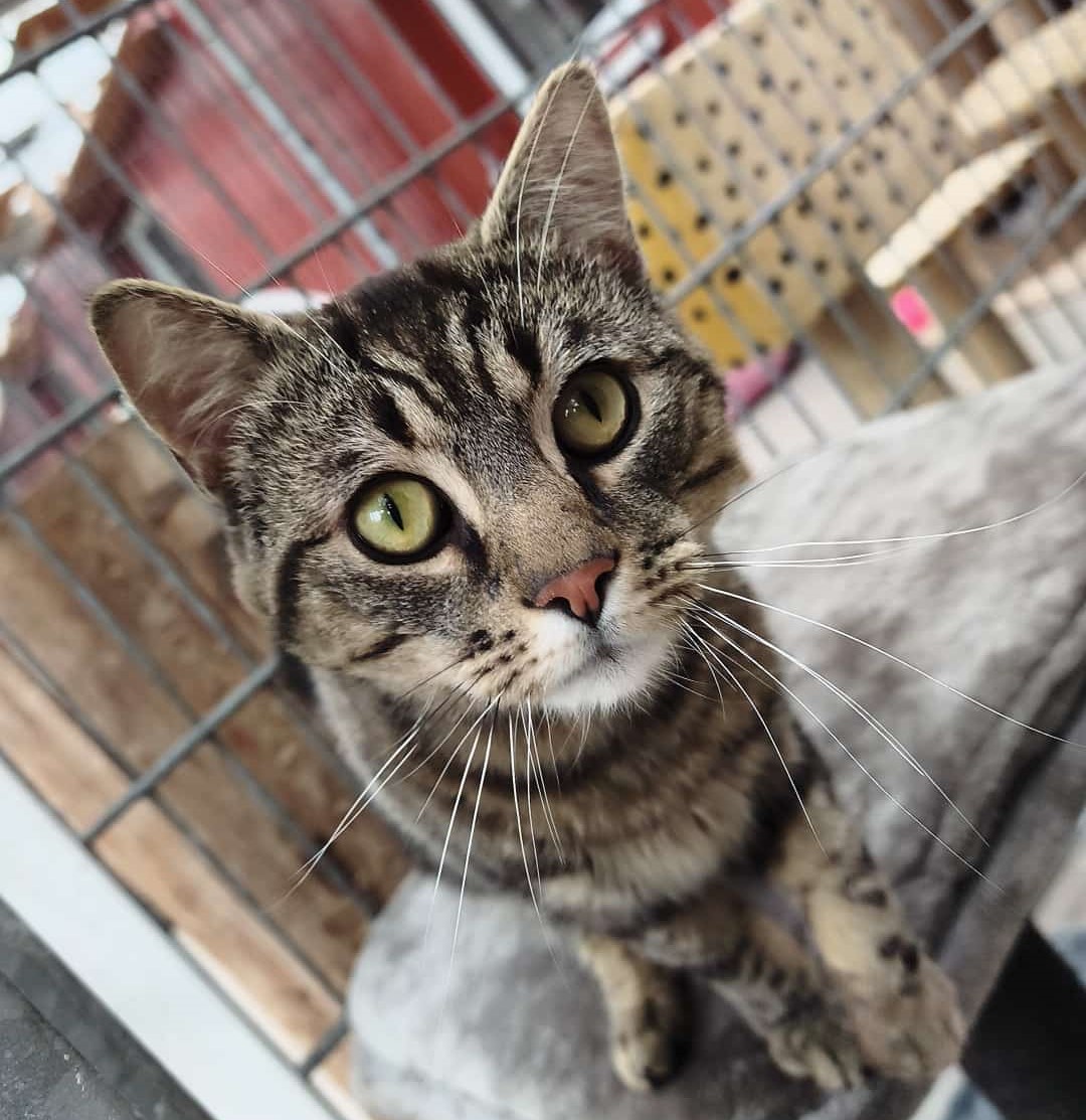 Kater Miguel Tierheim Schleswig