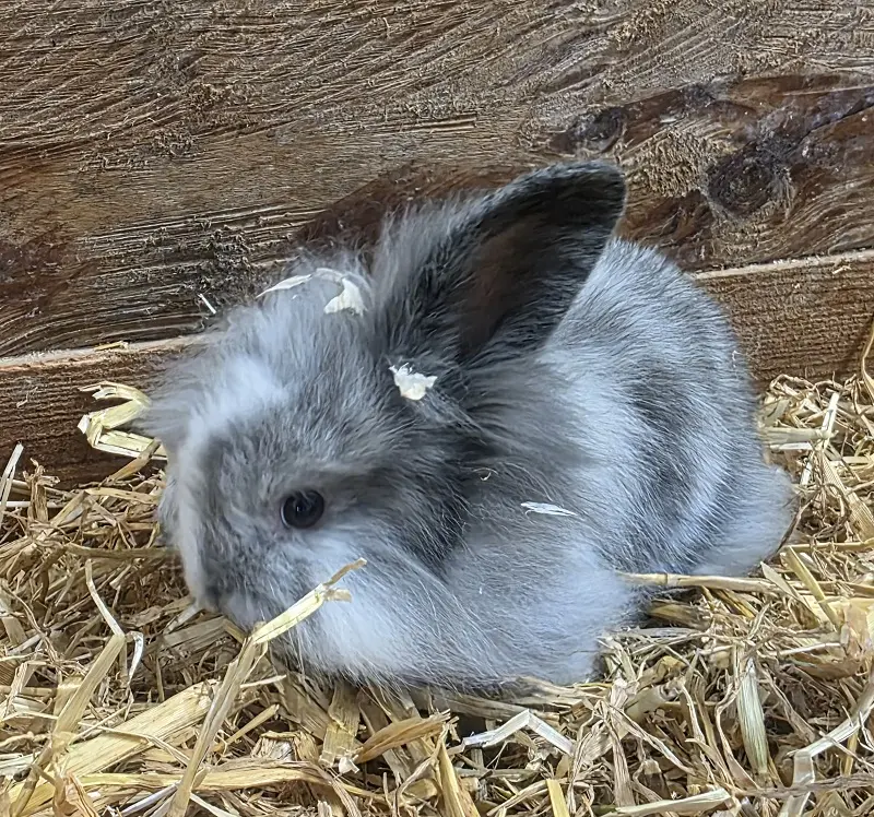 Löwenköpfchenmix Mina Tierheim Schleswig