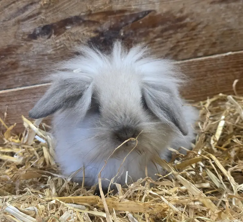 Löwenköpfchenmix Naila Tierheim Schleswig