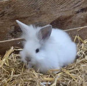 Löwenköpfchenmix Riley Tierheim Schleswig