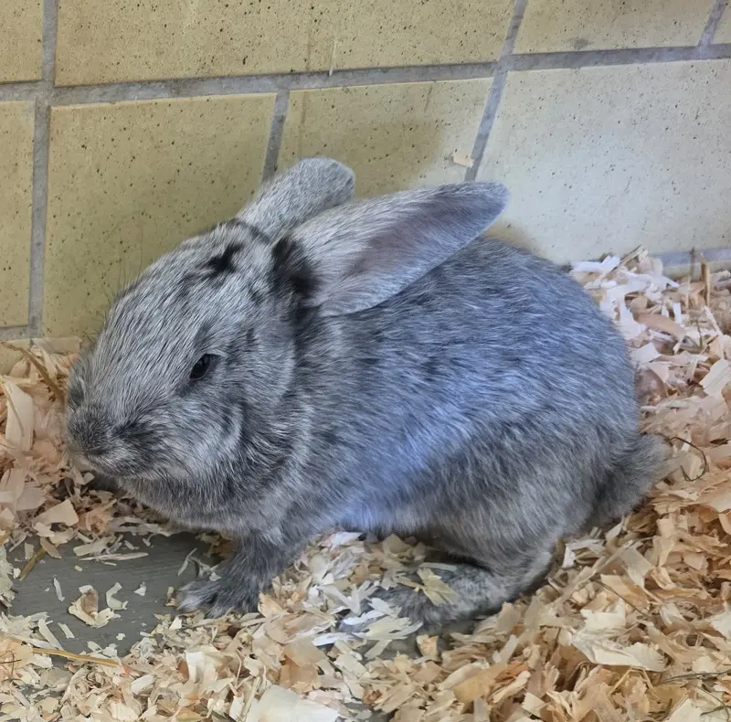Silberkaninchen Uta Tierheim Schleswig