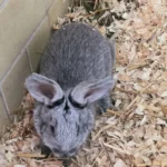 Silberkaninchen Valea Tierheim Schleswig