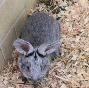 Silberkaninchen Valea Tierheim Schleswig