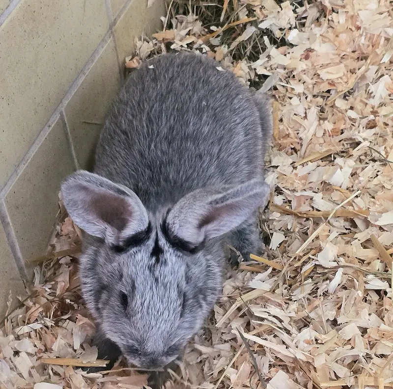 Silberkaninchen Valea Tierheim Schleswig