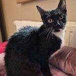 Katze Yara Tierheim Schleswig