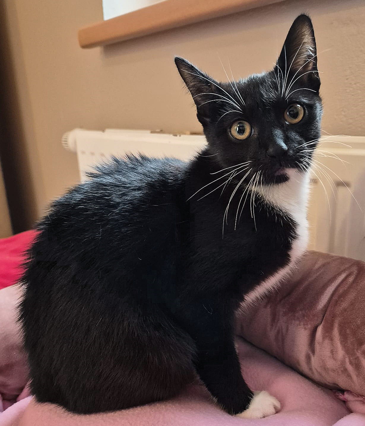Katze Yara Tierheim Schleswig