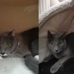Addi und Luna Tierheim Schleswig