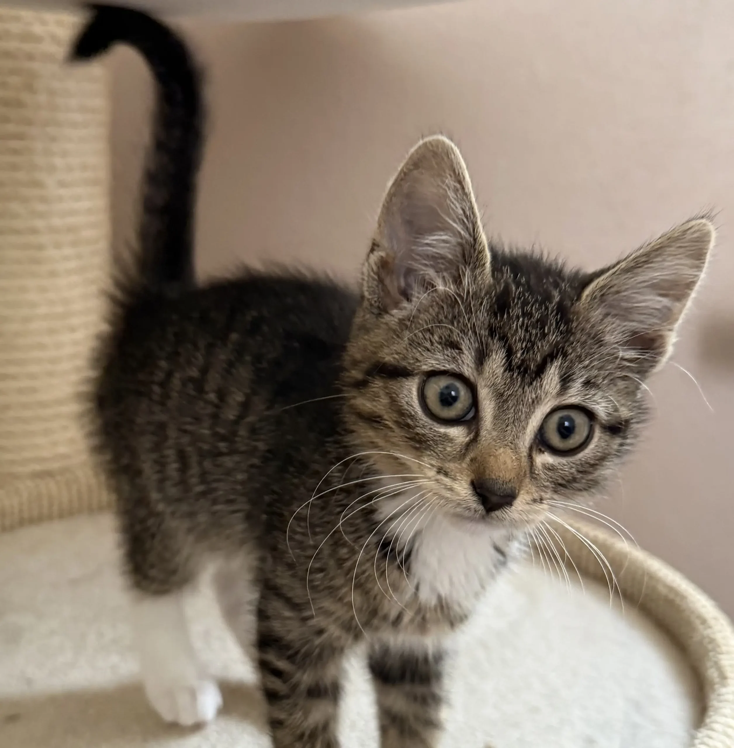 Kitten Amira Tierheim Schleswig