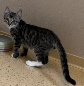 Kitten Ares Tierheim Schleswig