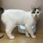 Katze Bailey Tierheim Schleswig