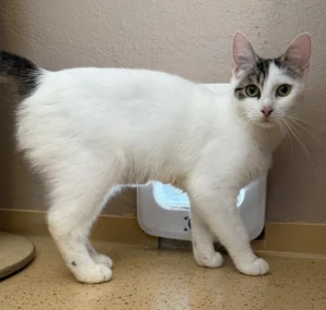 Katze Bailey Tierheim Schleswig