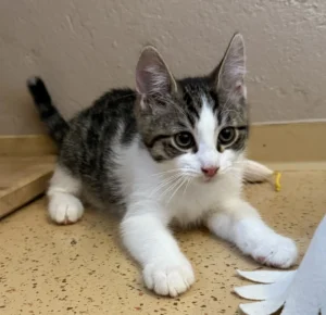 Kitten Dante Tierheim Schleswig