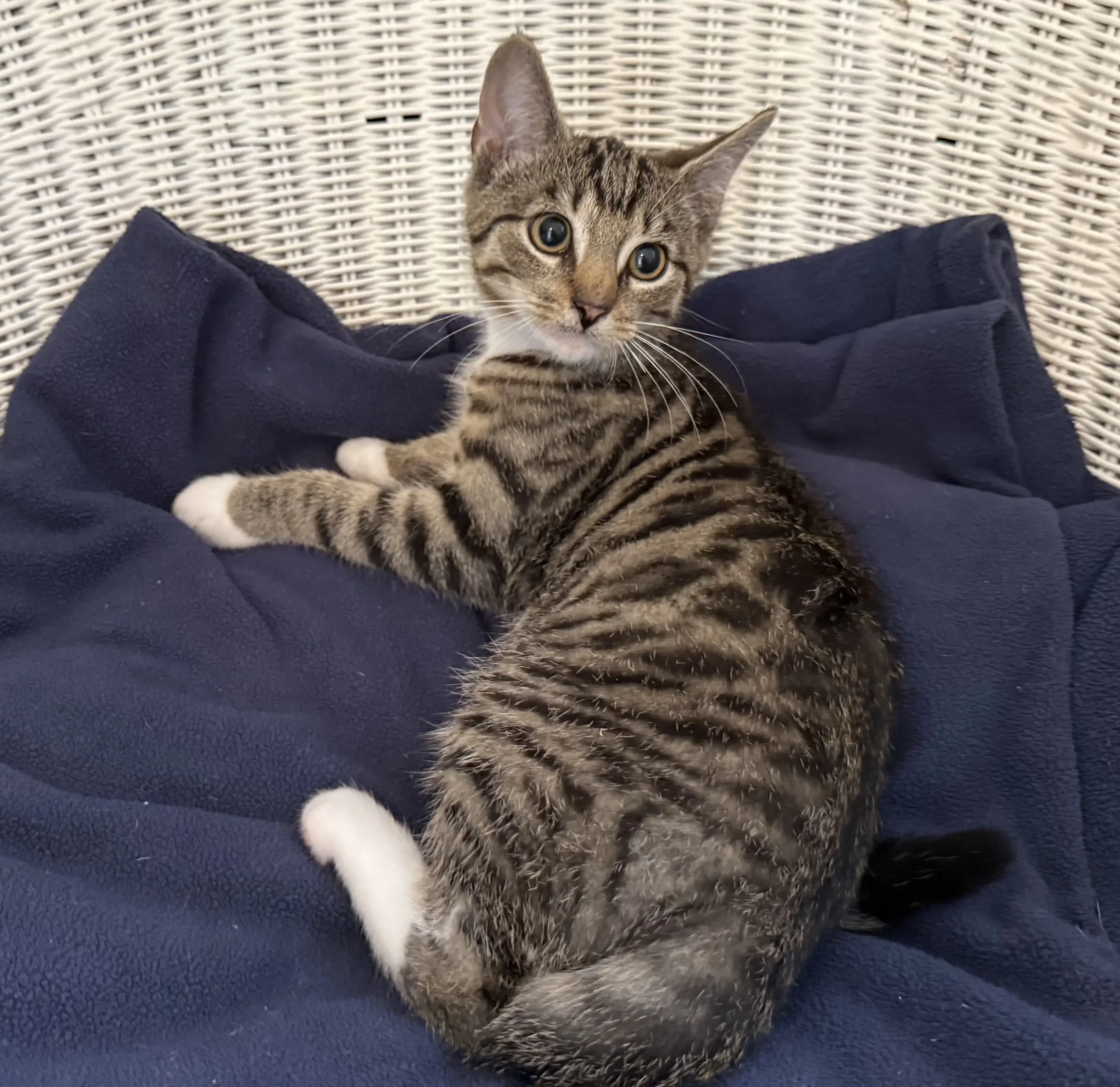 Kitten Domme Tierheim Schleswig