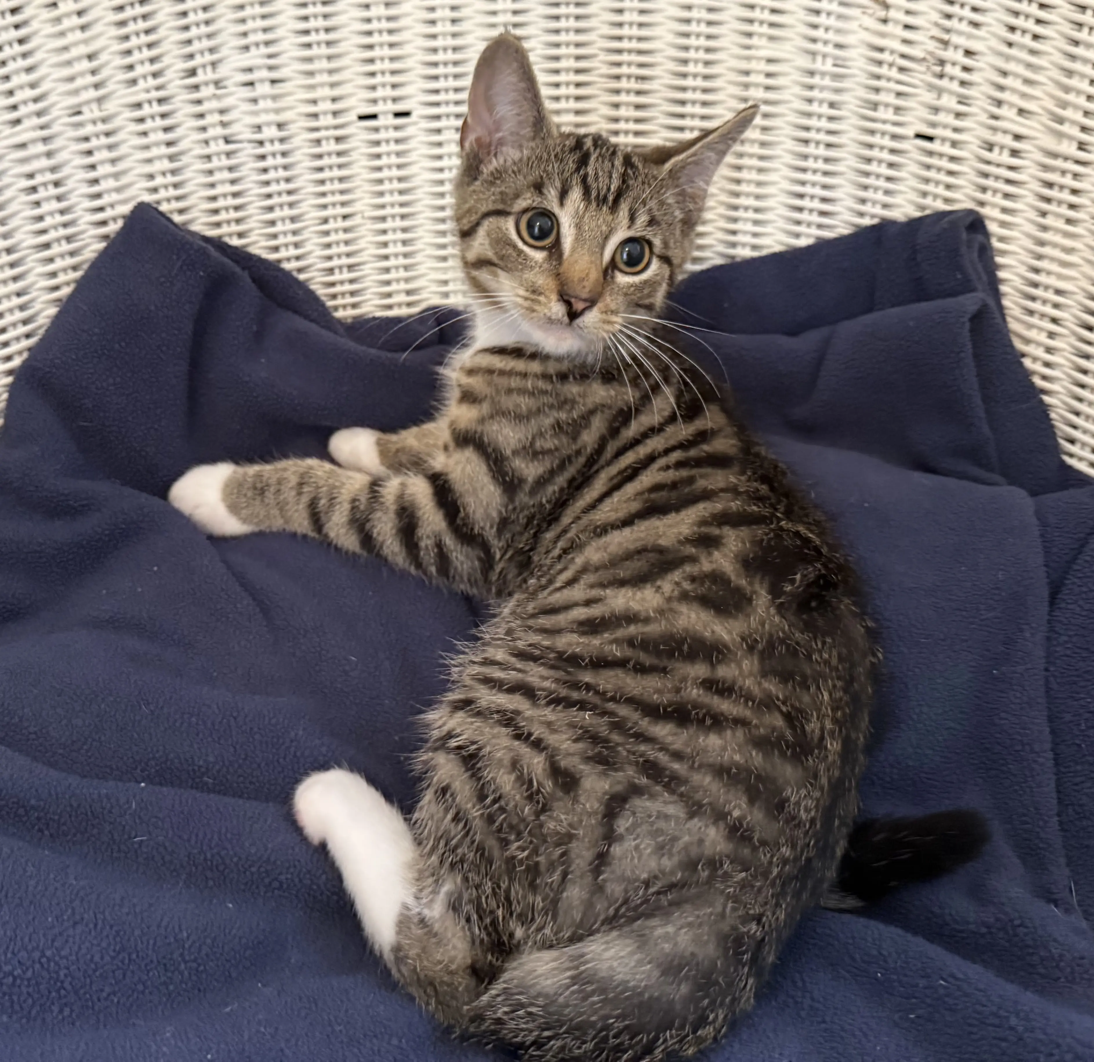 Kitten Domme Tierheim Schleswig