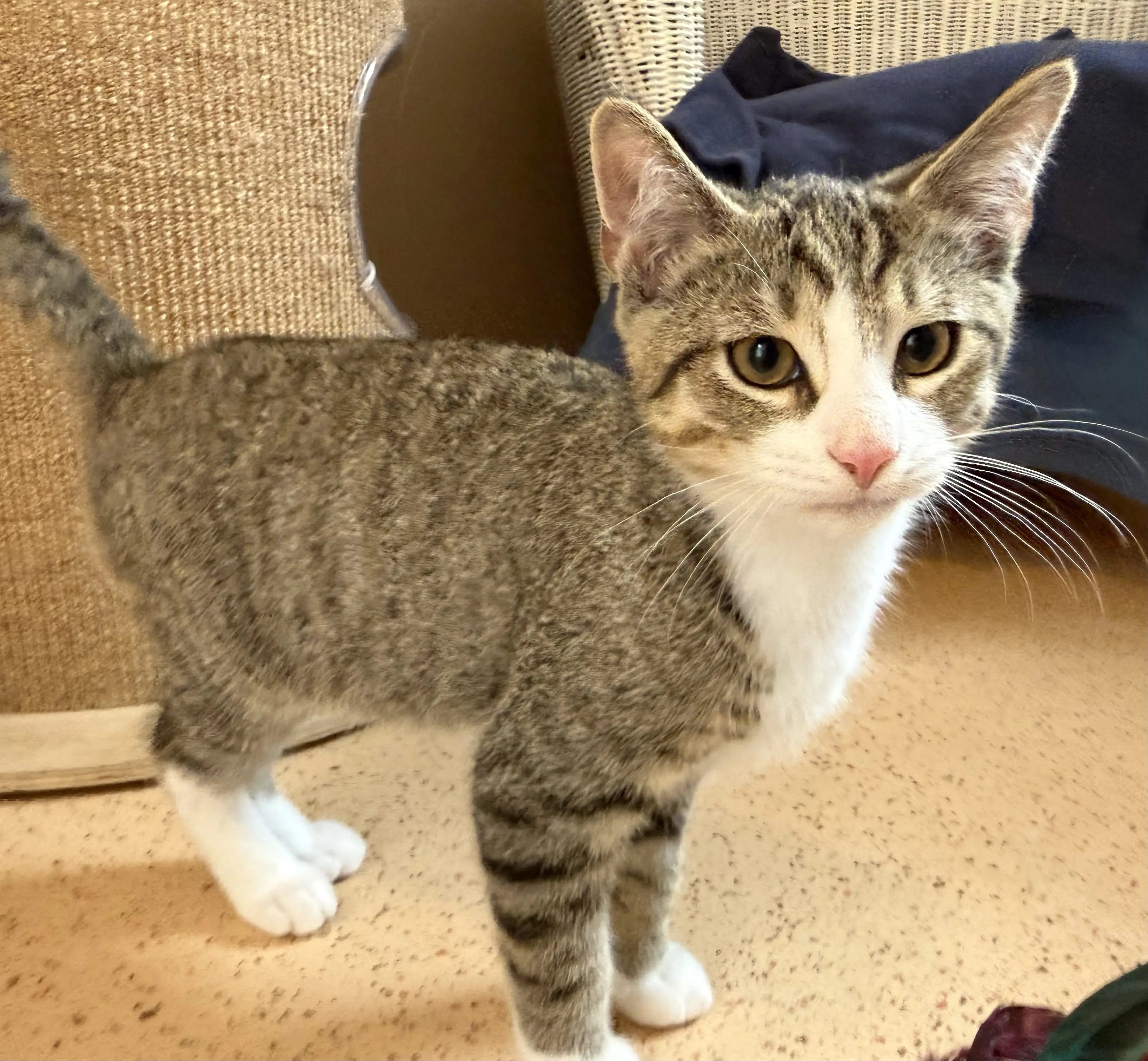 Kitten Emilian Tierheim Schleswig