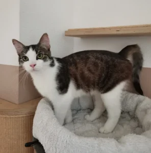 Kater Felix Tierheim Schleswig