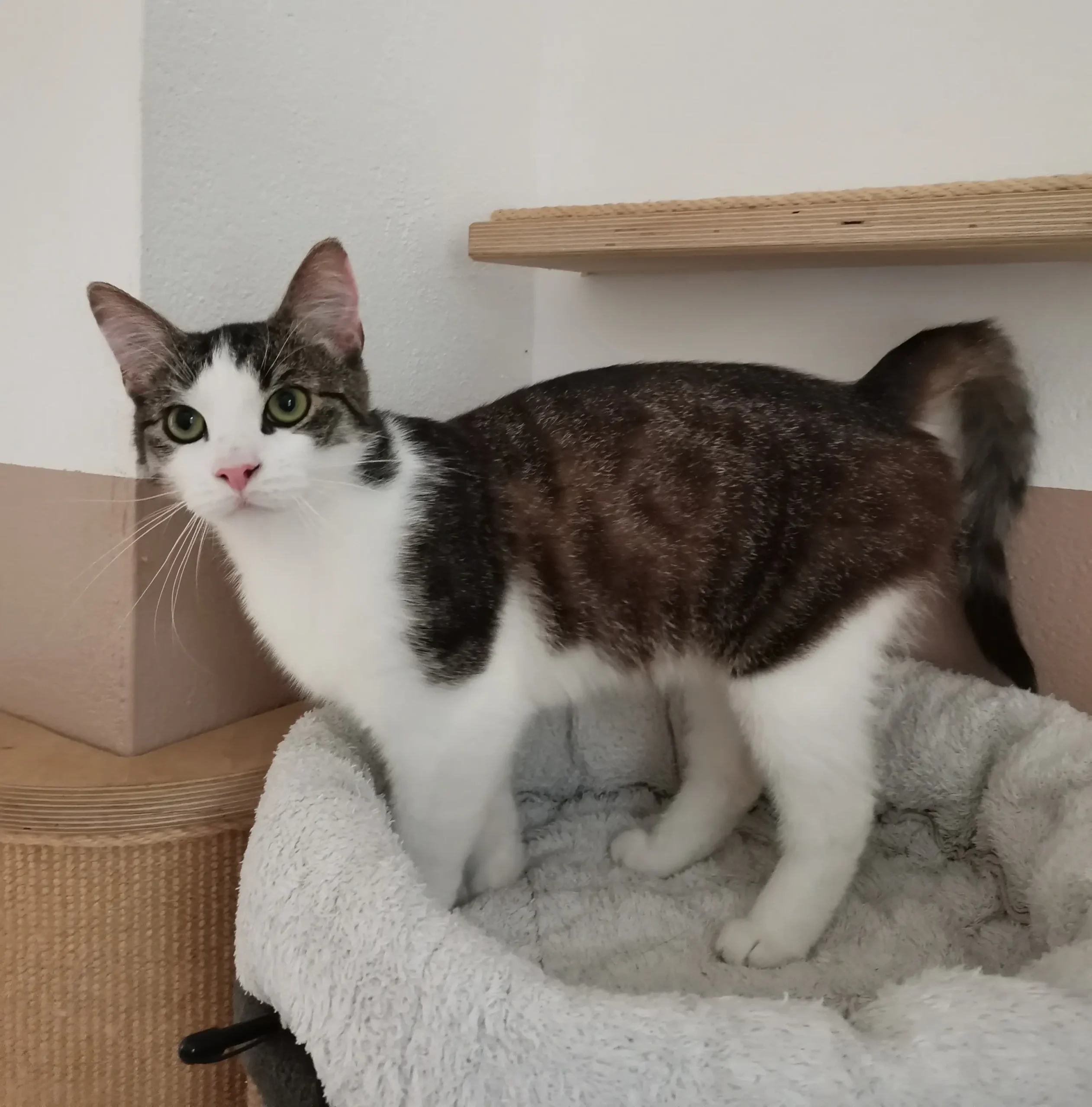 Kater Felix Tierheim Schleswig