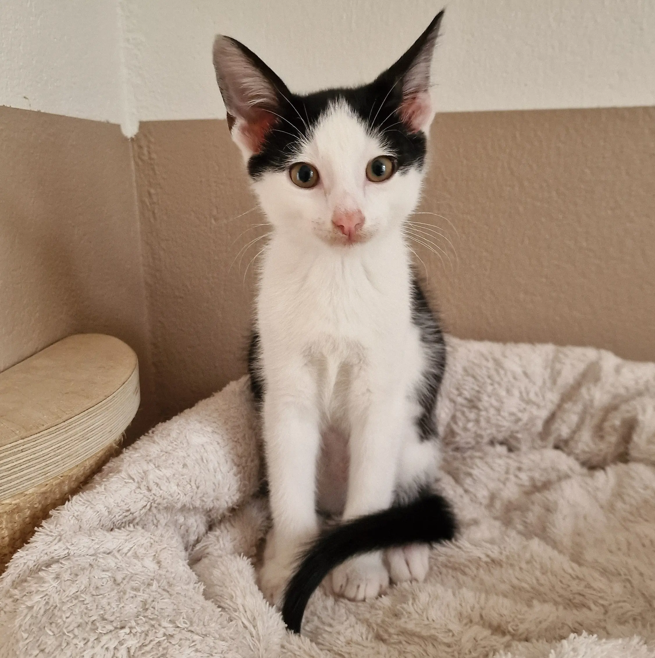 Kitten Fiete Tierheim Schleswig