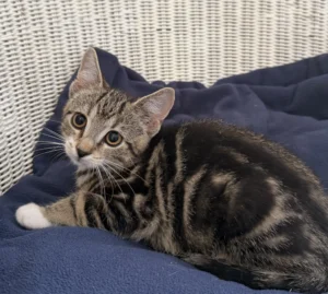 Kitten Finn Tierheim Schleswig