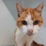 Fundkater Stapel Tierheim Schleswig