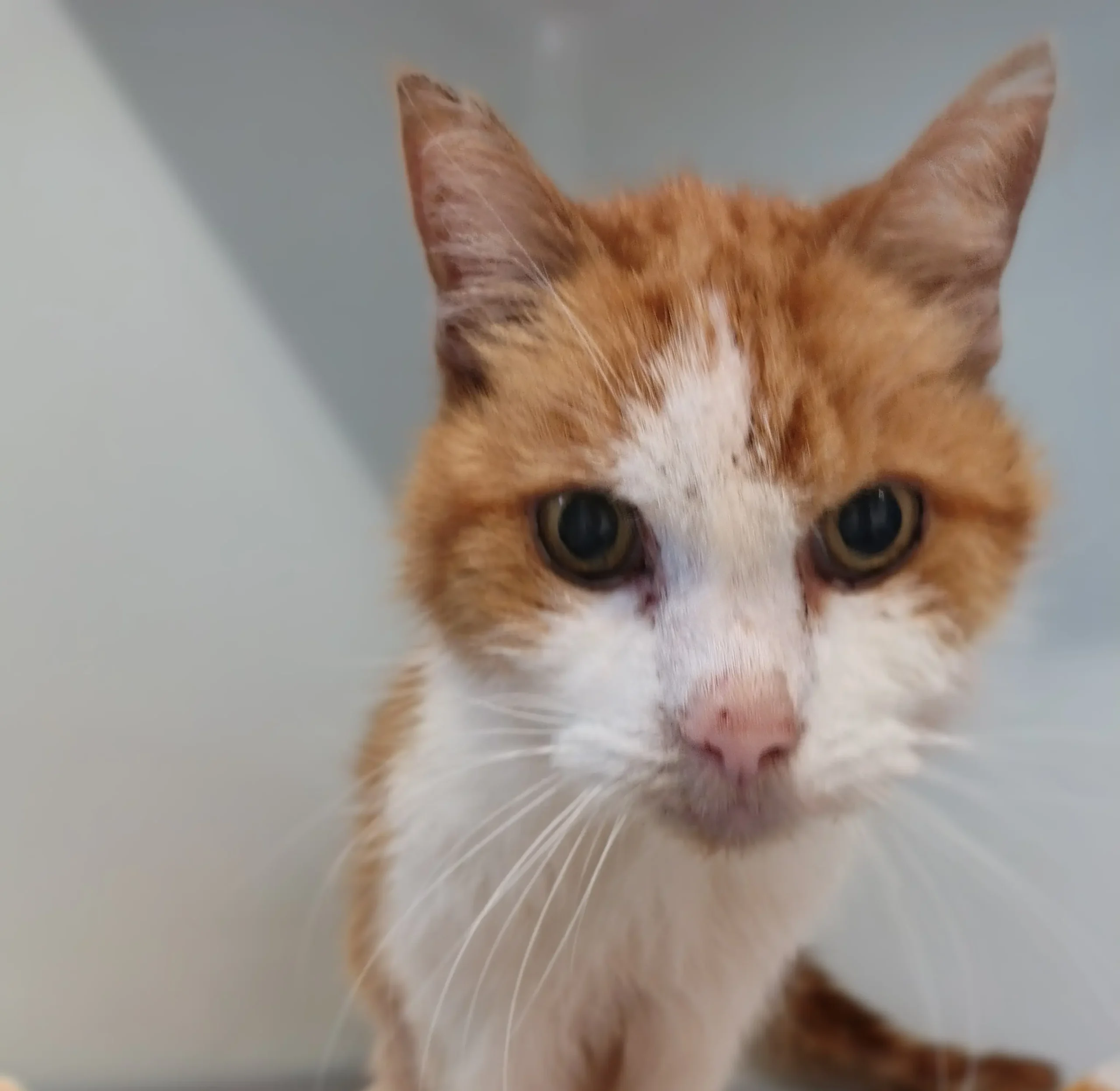 Fundkater Stapel Tierheim Schleswig