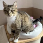 Katze Harper Tierheim Schleswig