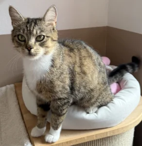 Katze Harper Tierheim Schleswig