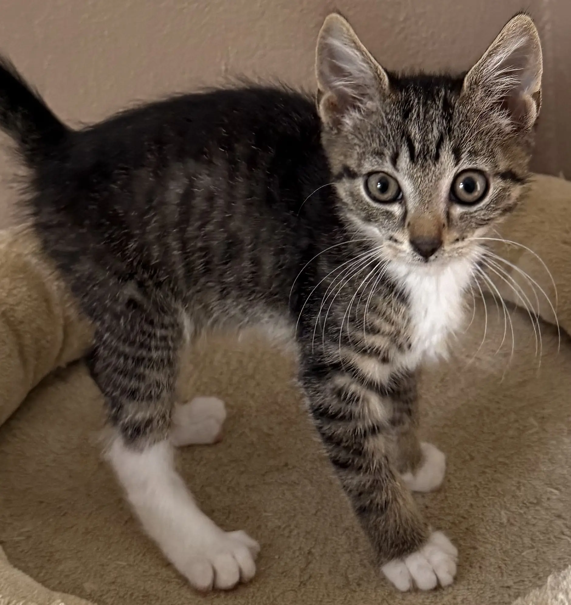 Kitten Jengo Tierheim Schleswig