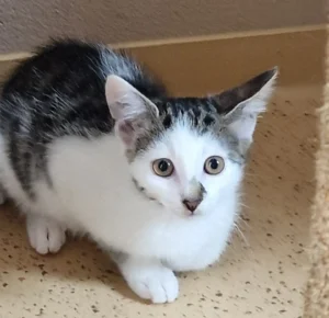 Kitten Jule Tierheim Schleswig