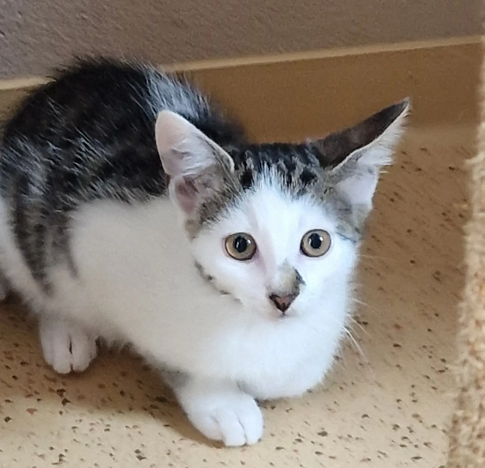 Kitten Jule Tierheim Schleswig