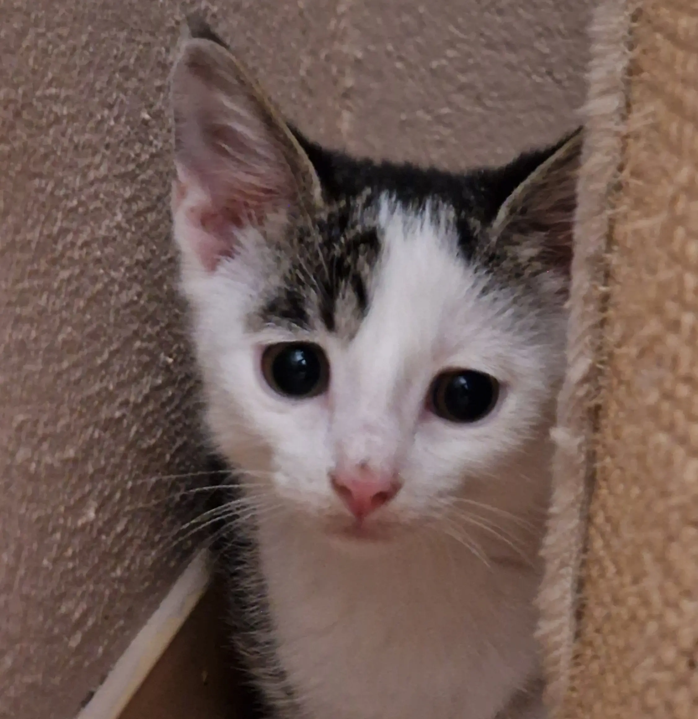 Kitten Leni Tierheim Schleswig
