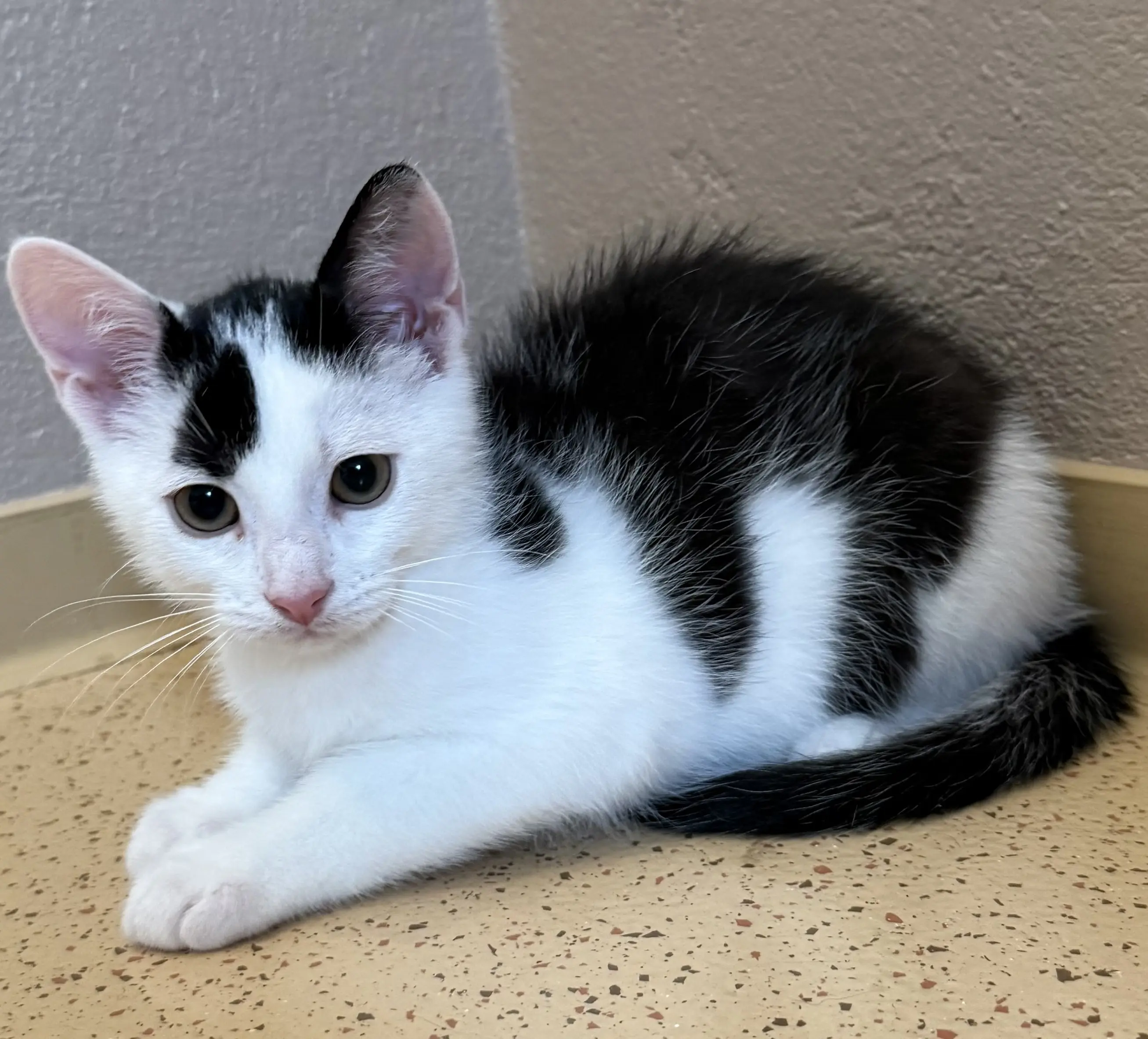 Kitten levi Tierheim Schleswig