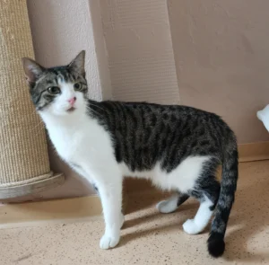 Kater Lönne Tierheim Schleswig