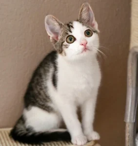 Kitten Lotte Tierheim Schleswig