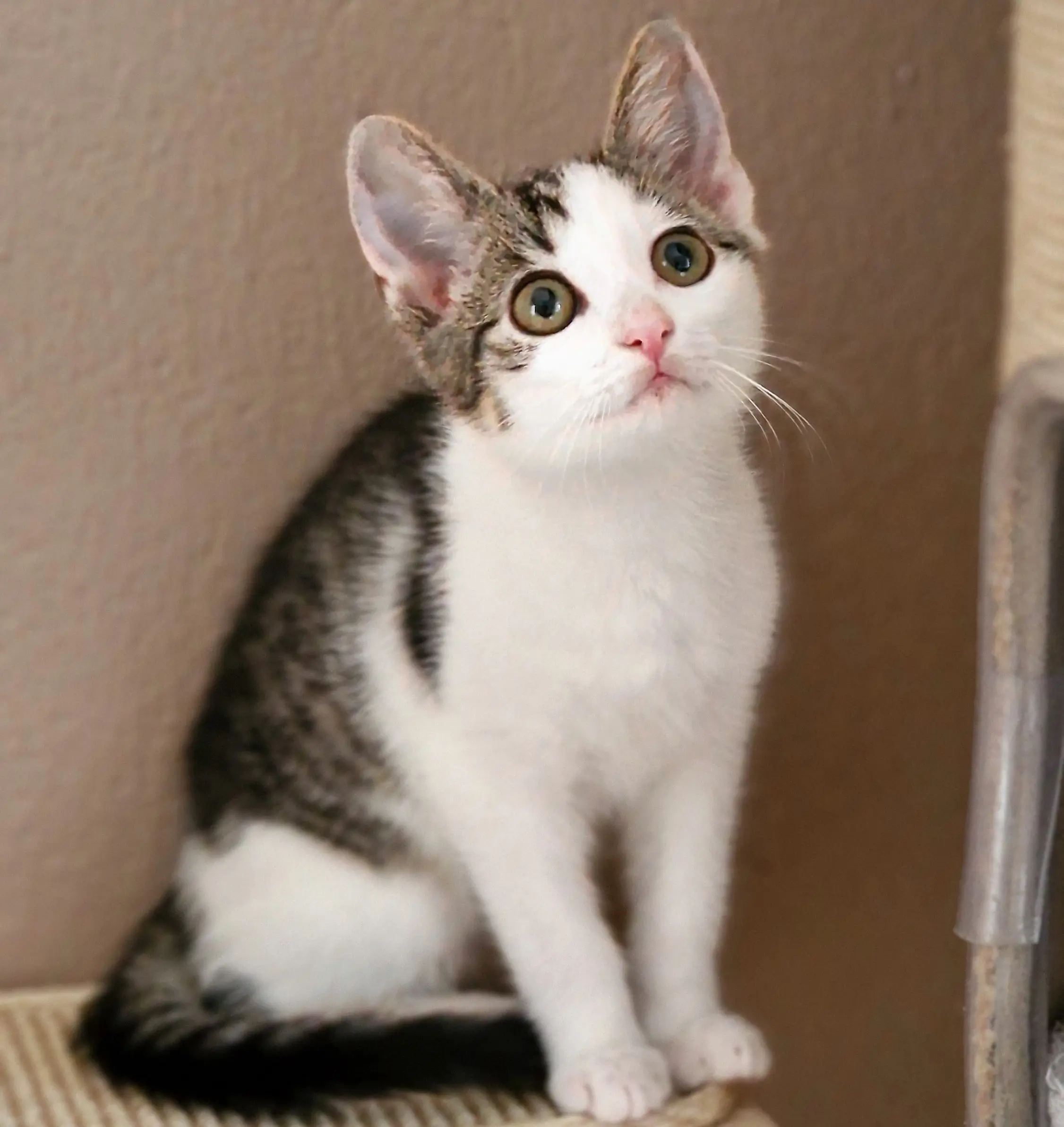 Kitten Lotte Tierheim Schleswig