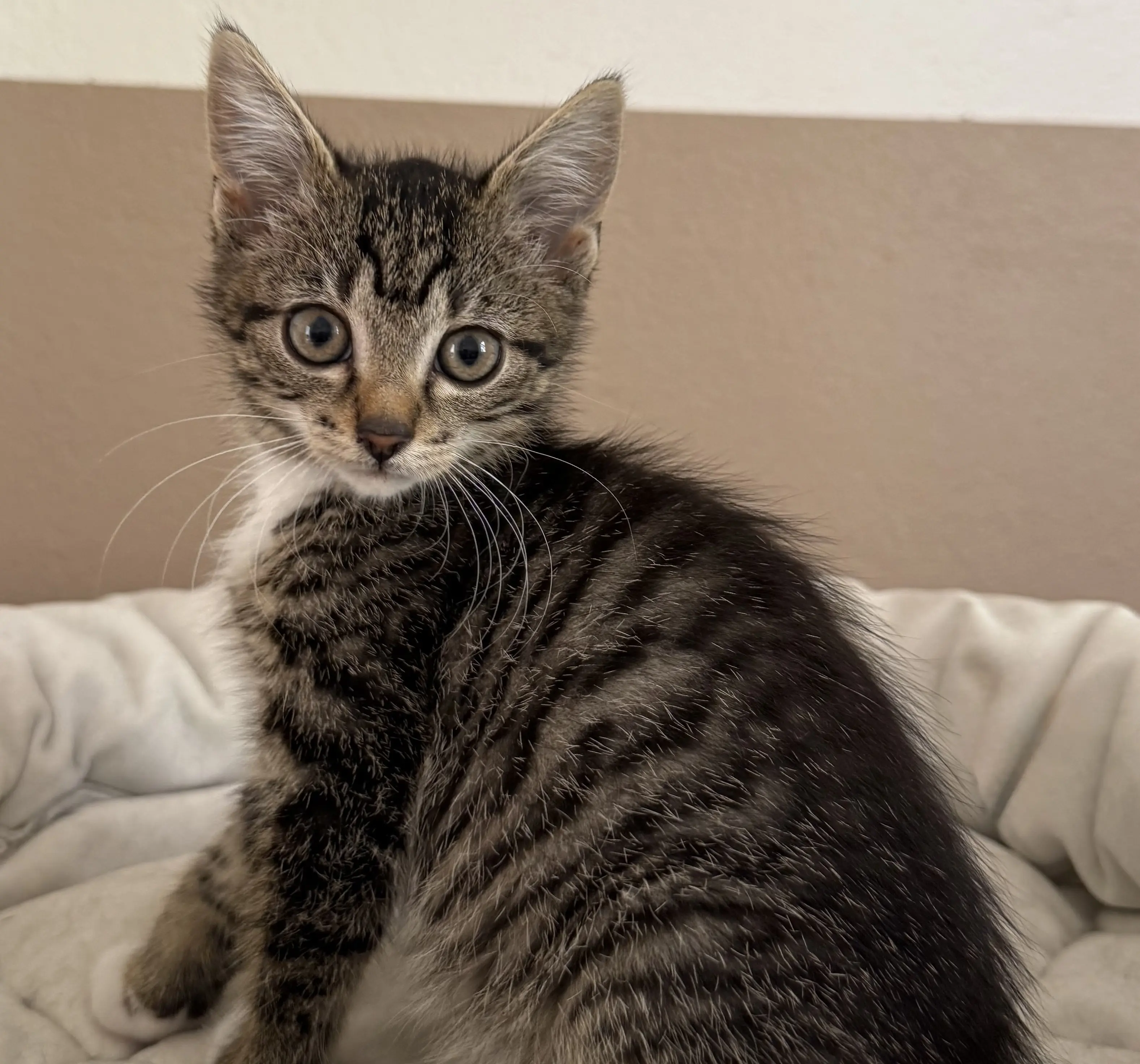 Kitten Lucia
