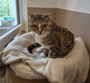 Katze Magdalena Tierheim Schleswig