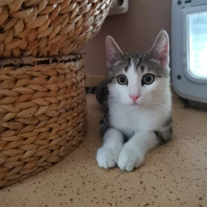 Kater Matteo Tierheim Schleswig
