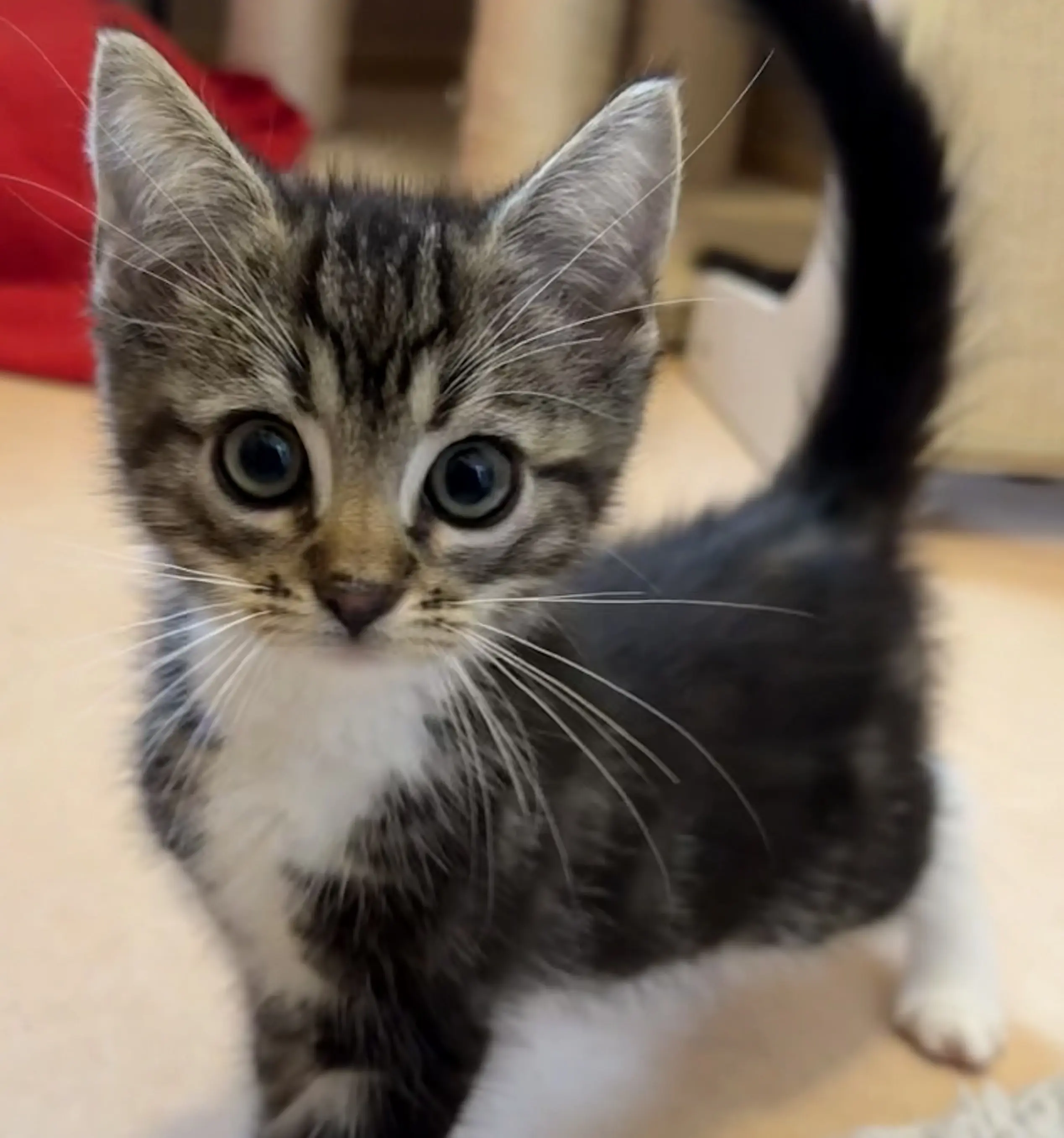 Kitten Matti Tierheim Schleswig