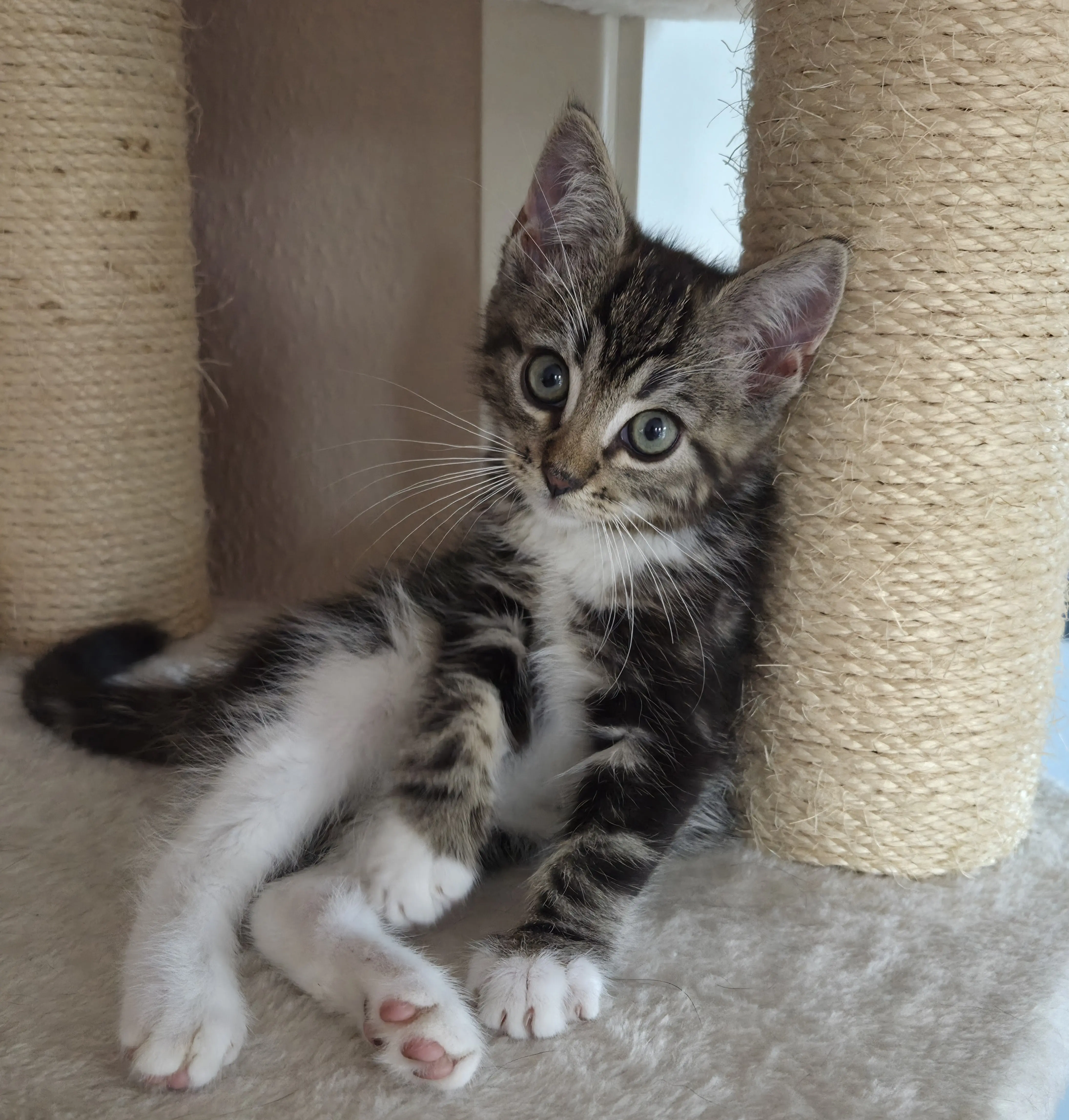 Kitten Matti Tierheim Schleswig