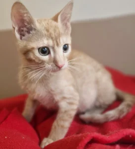 Kitten Max Tierheim Schleswig
